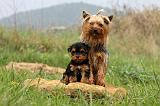 YORKSHIRE TERRIER 638